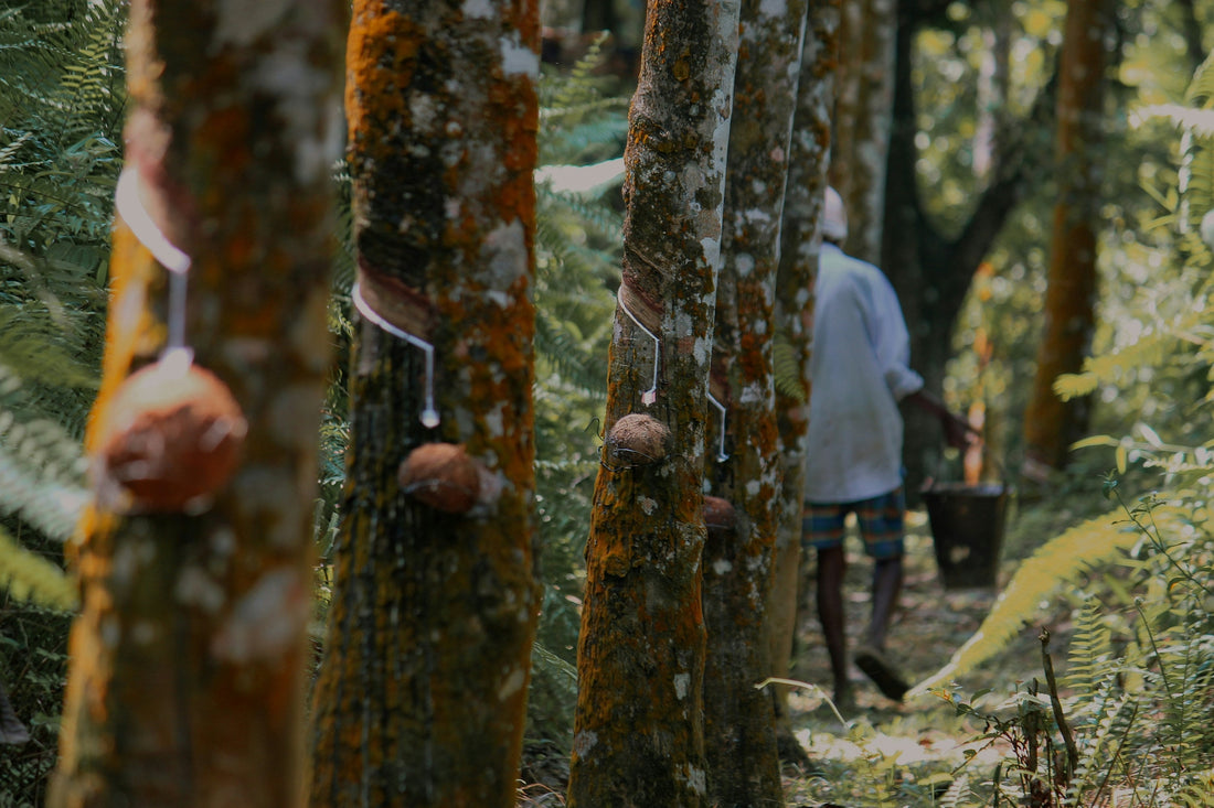 Rubber Tree Plantation