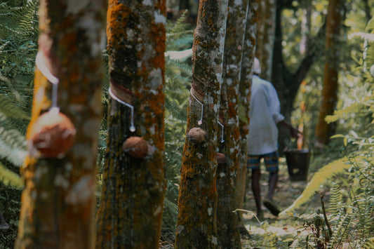 Rubber Tree Plantation